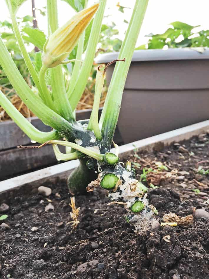 The pruned stem of a zucchini plant in the garden.