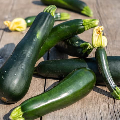 How to Grow Zucchini Plants