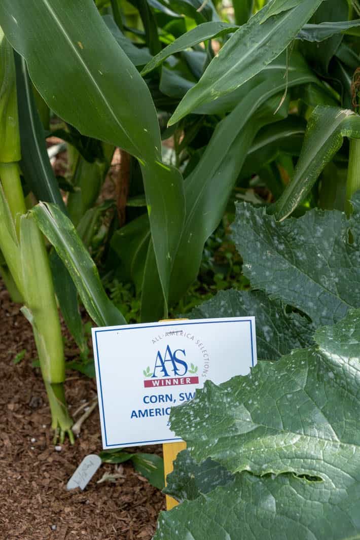 A plant marker with the All-America Selections Winner designation on it positioned in front of corn stalks growing in the garden.