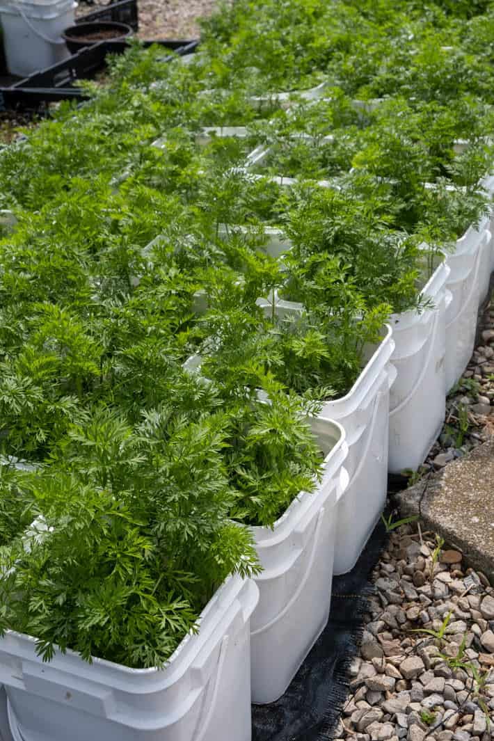 Carrot plants growing in square plastic muffin-batter buckets at the University of Guelph. 
