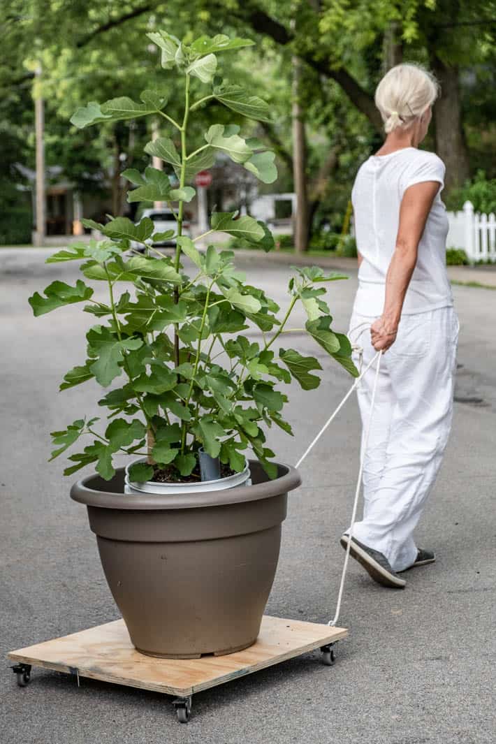 DIY dolly being used to easily roll a huge potted plant up a suburban street, being pulled by Karen Bertelsen, dressed all in white.