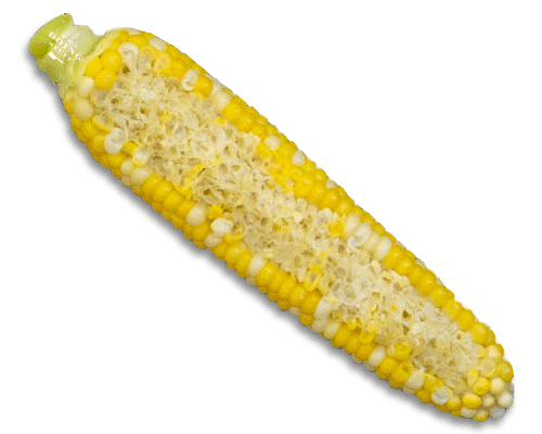 A corn cob that's been partially eaten in a straight line on a white background. 