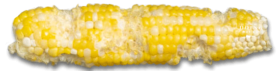 A corn cob that's been partially eaten in a random manner on a white background. 