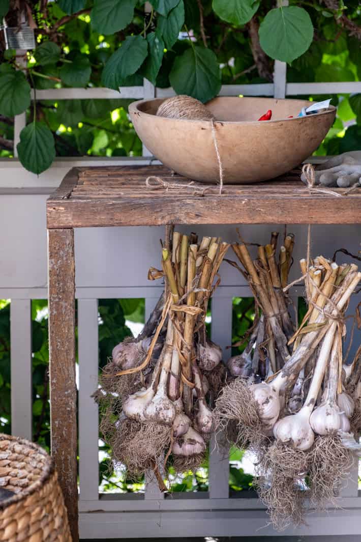  A close-up view of the bunches of curing garlic hanging from the wooden DIY herb drying rack. A rustic wooden bowl containing twine and a gardener's glove sit on top of the rack. The grey porch railing and white trellis with green vines on it are seen in the background. 