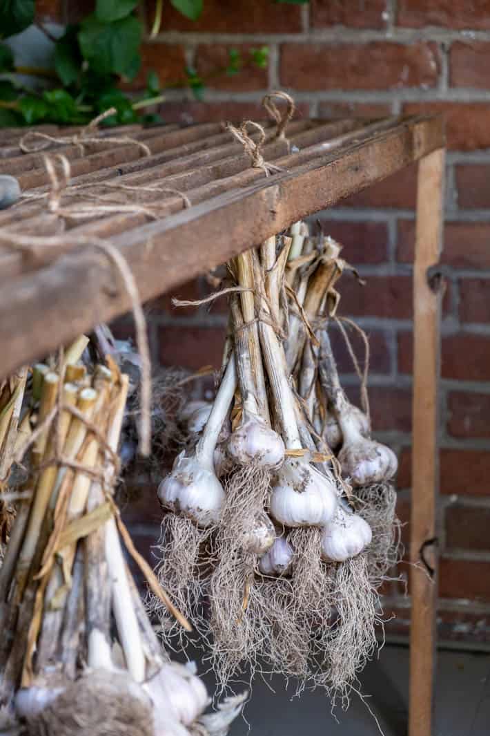 A close-up view of the curing bunches of garlic hanging from the DIY herb drying rack with a red brick wall and some green vines in the background. 