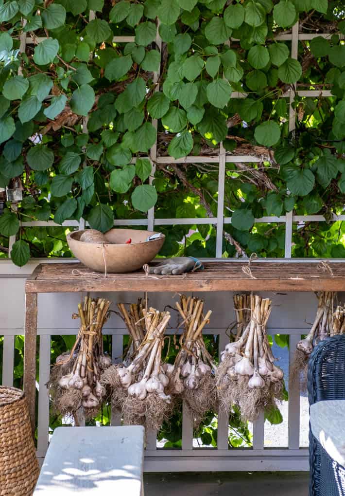 Curing bunches of garlic hang from a wooden DIY herb drying rack on the porch of Karen Bertelsen's historic red brick cottage. A rustic wooden bowl and a gardener's glove sit on top of the rack. A white trellis with green vines growing on it are seen in the background. 