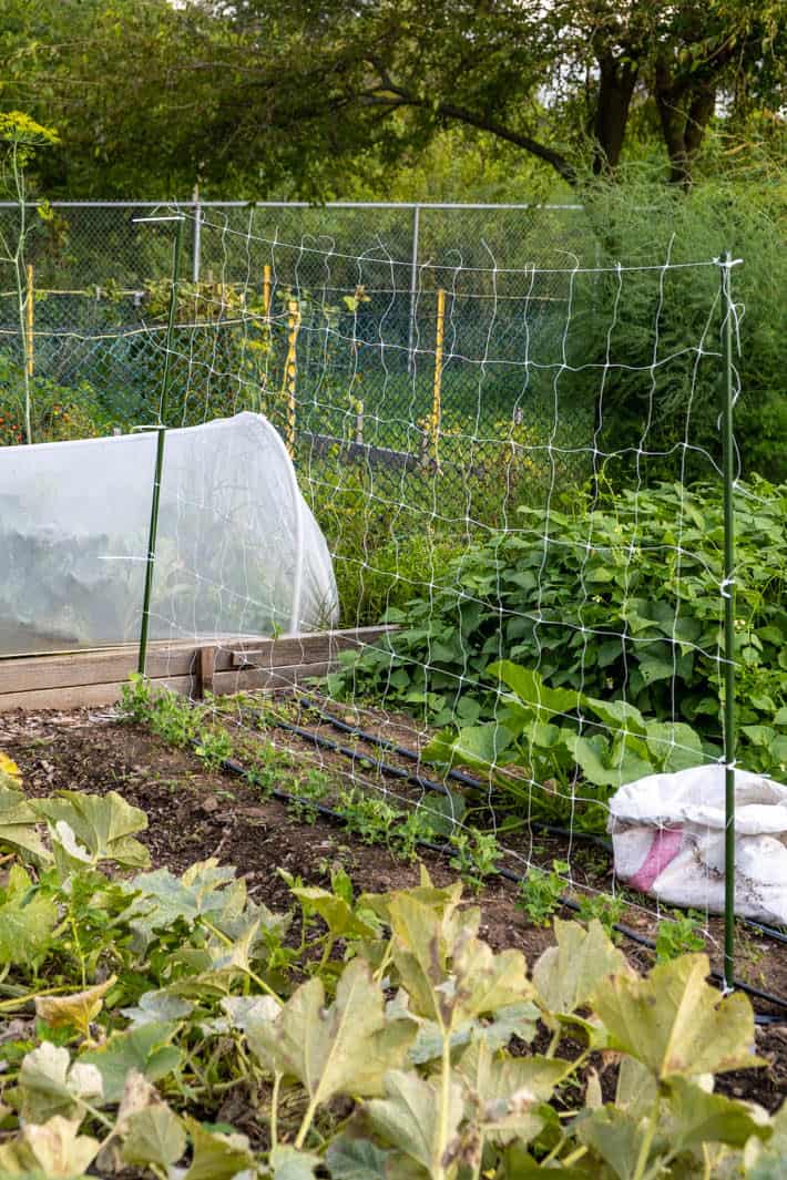 Late-summer pea plants starting to grow against a trellis in Karen's vegetable garden. 