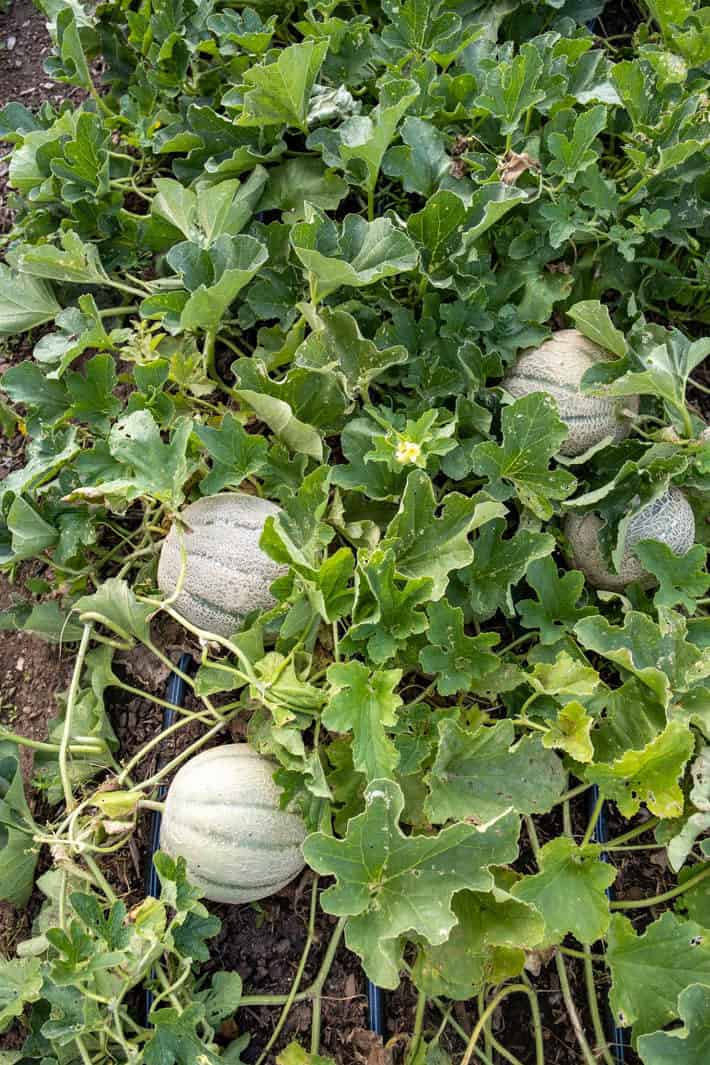 An overhead shot of four cantaloupes and their abundant greenery growing in the garden. 