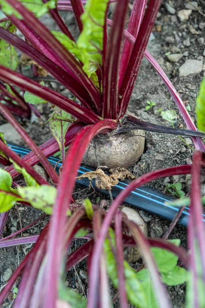 The top of a red beet popping out of the ground in Karen Bertelsen's vegetable garden. 
