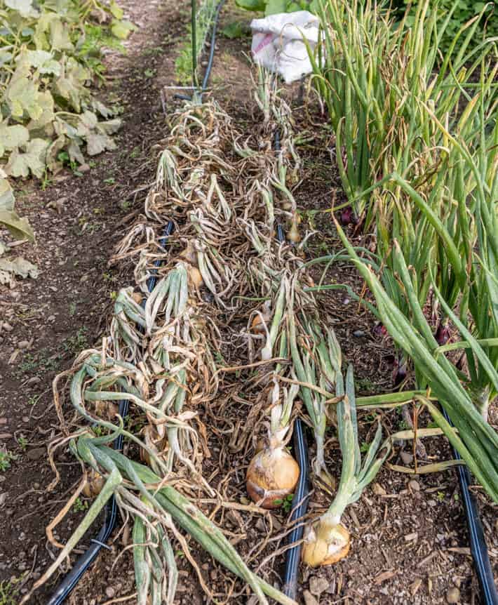 A row of mature onions with their tops turned down beside a row of onions still growing in the ground. 