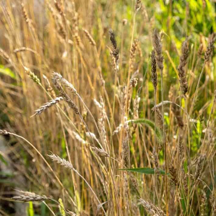 Wheat stalks that Karen Bertelsen grew in her garden. 