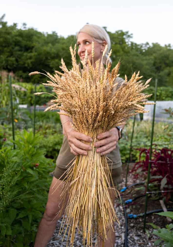 Karen Bertelsen holds an armful of red fife wheat grow in a community garden.