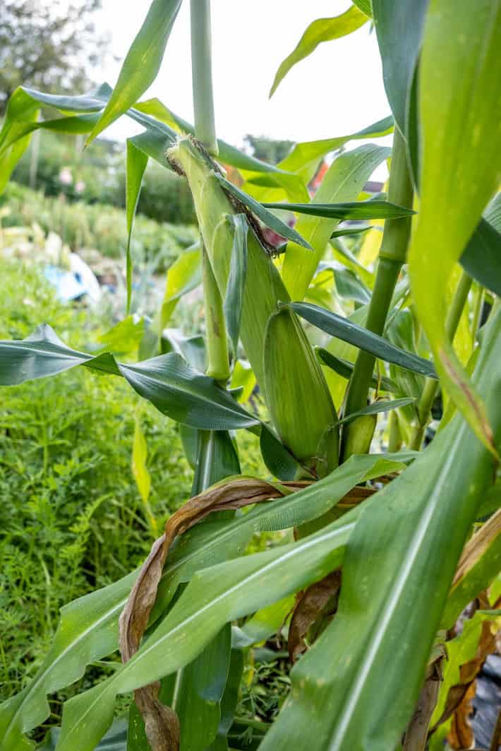 A corn cob that's ready to be picked growing in the garden. 