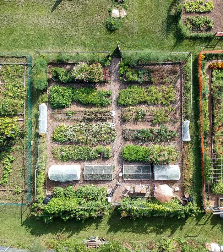 Overhead drone shot of Karen Bertelsen's community vegetable plot. 