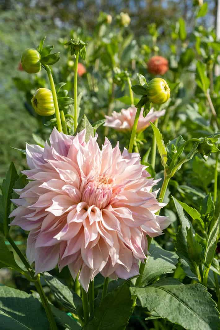 A blush-coloured dahlia bloom in the foreground with unopened dahlia blooms and greenery in the background. 