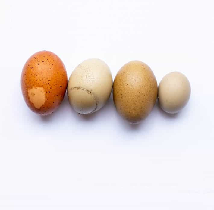 Weird eggs that don't make it into your grocery store carton. Four eggs in a row on a white background. The left-most is a blotched egg, the next is a mended egg and the next two are speckled eggs.