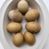 Lash Eggs, Fart Eggs and Generally Weird Eggs.
