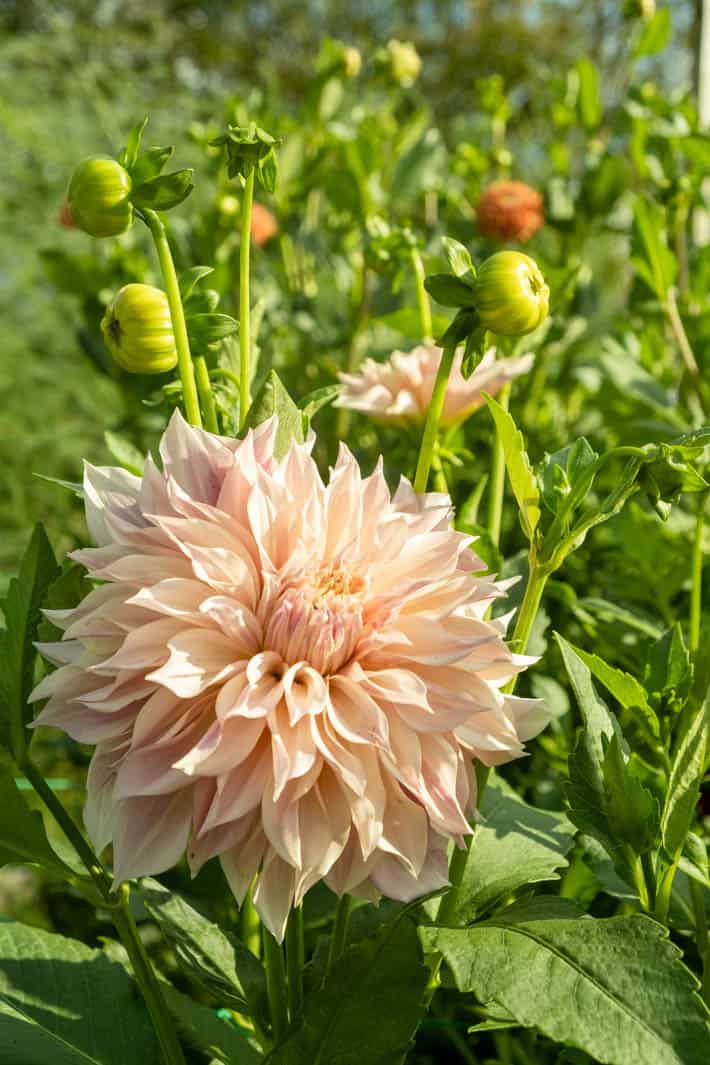 Cafe Au Lait dahlia bloom and plants in garden.