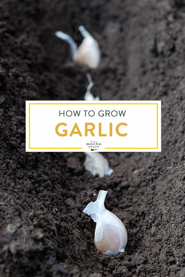 How to Grow Garlic.  {Now\'s the time to plant!}