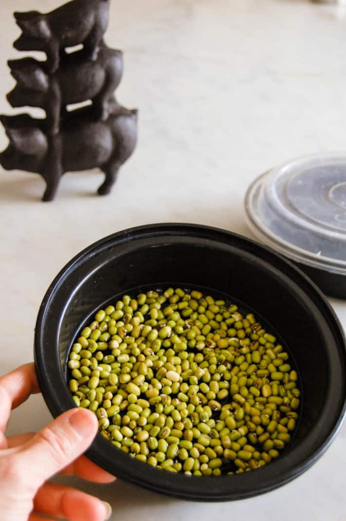 Mung bean seeds on day one of growing in a homemade bean growing kit.