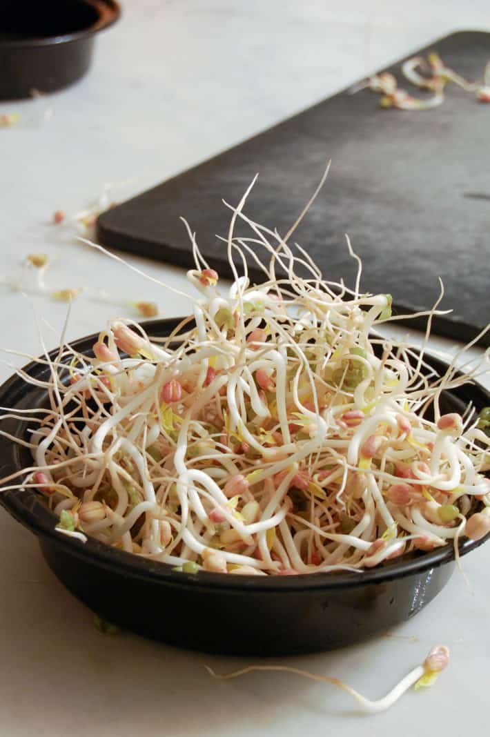 Long and strong bean sprouts grown at home in 4 days.