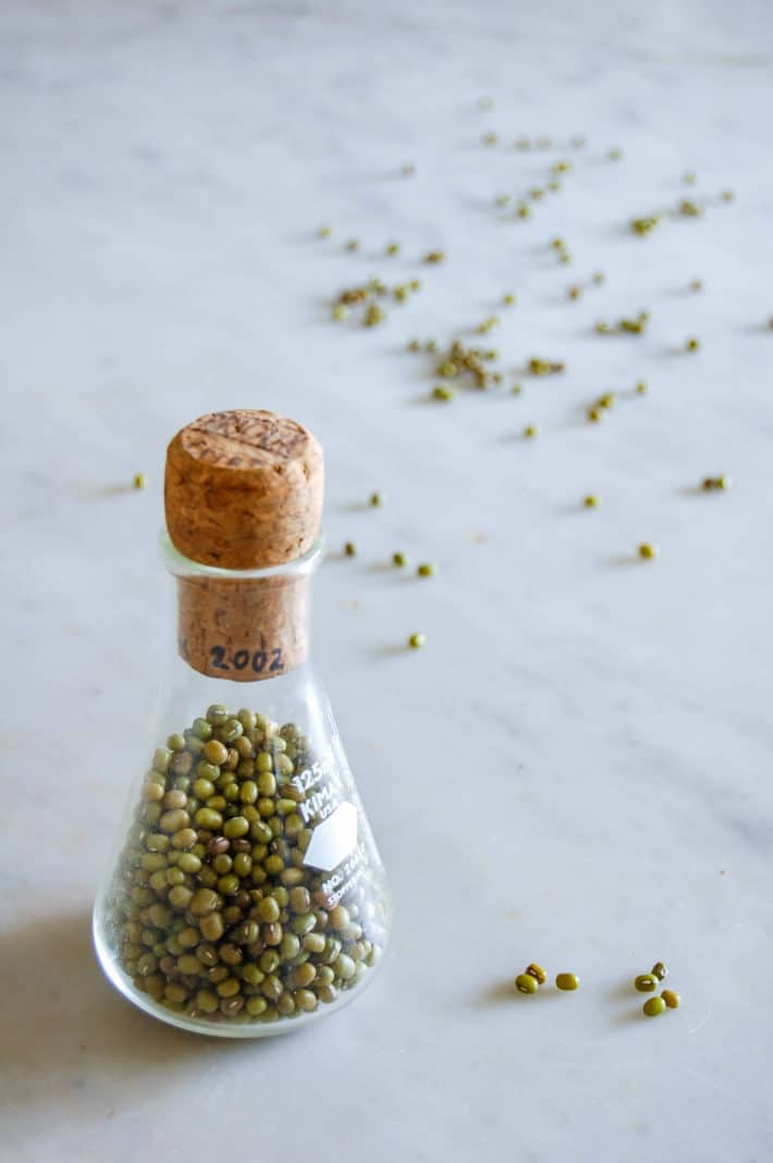 Mung bean seeds in a glass beaker with cork for storage.