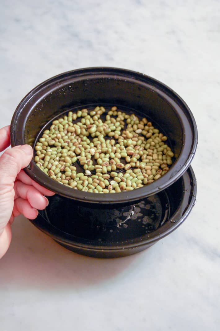 Drained mung beans after one night of soaking.