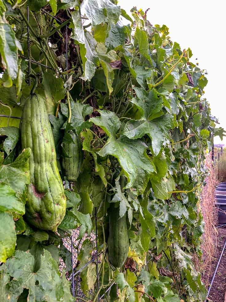 Large luffa sponge hangs off vine.