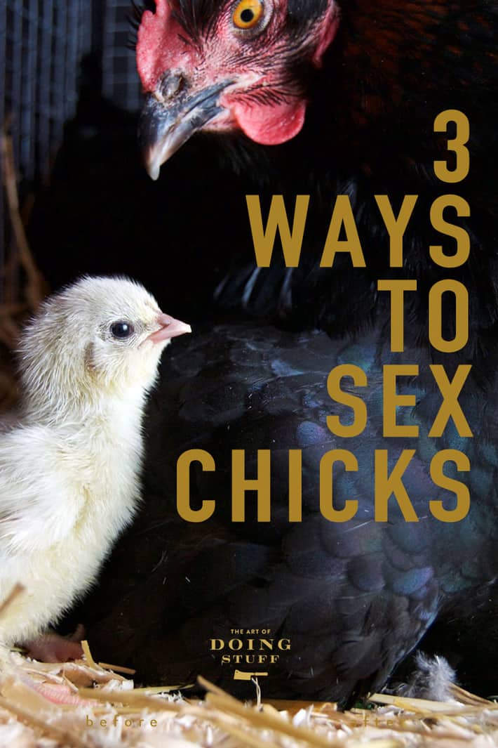 How to Sex a Chicken.