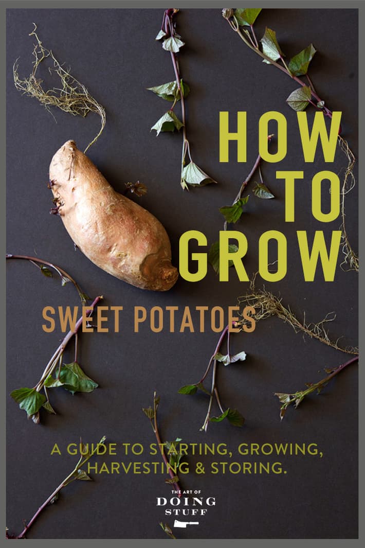 How to Grow Sweet Potatoes aka Kūmara 