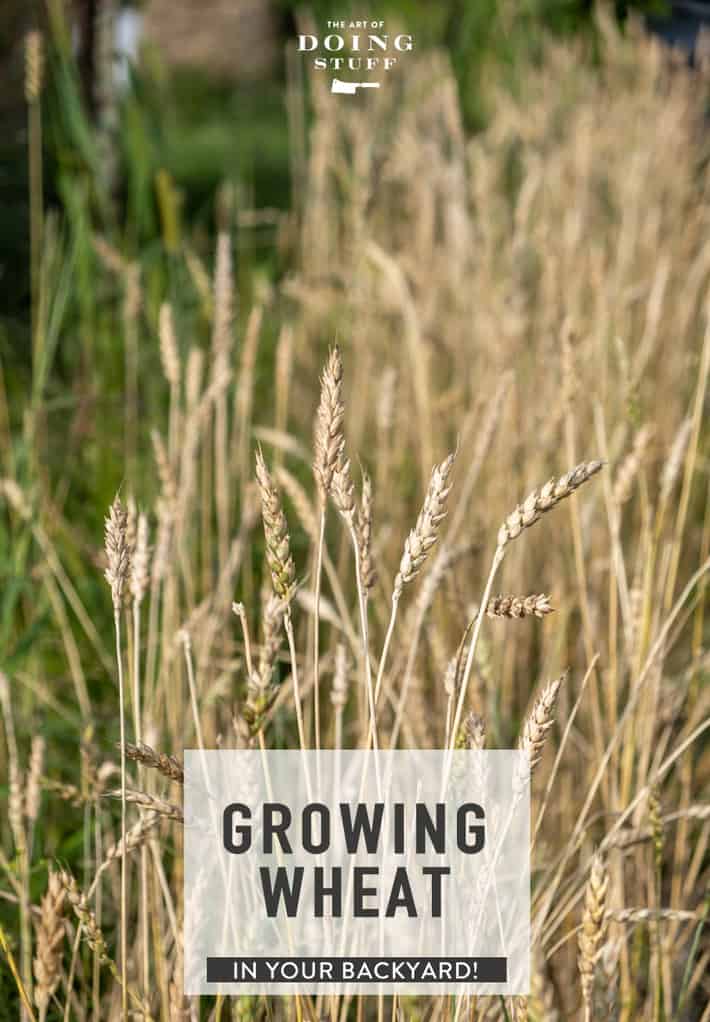 How to Grow & Harvest Wheat on a Small Scale.