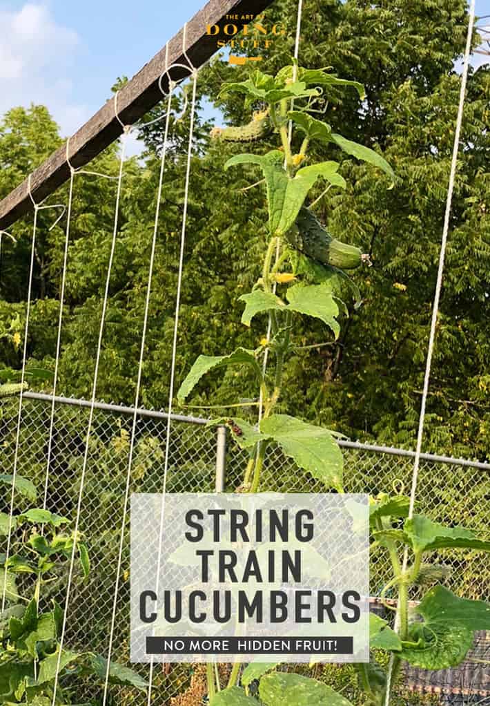 Get Rid of the Cucumber Trellis & Grow Them on Strings.