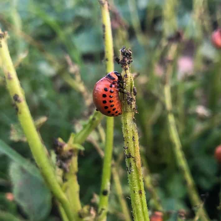 A late stage larvae, red with black spots, Colorado potato beetle on a potato vine that's been entirely stripped of its leaves.