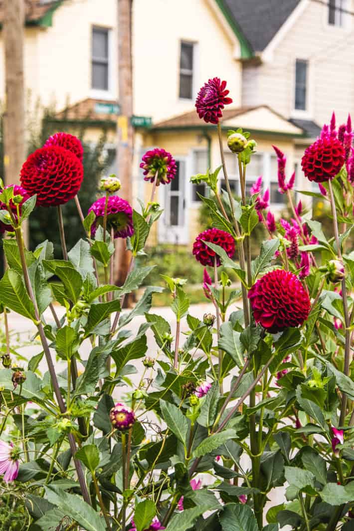 Ivanetti dahlias growing in a cottage garden with yellow cottage visible behind.
