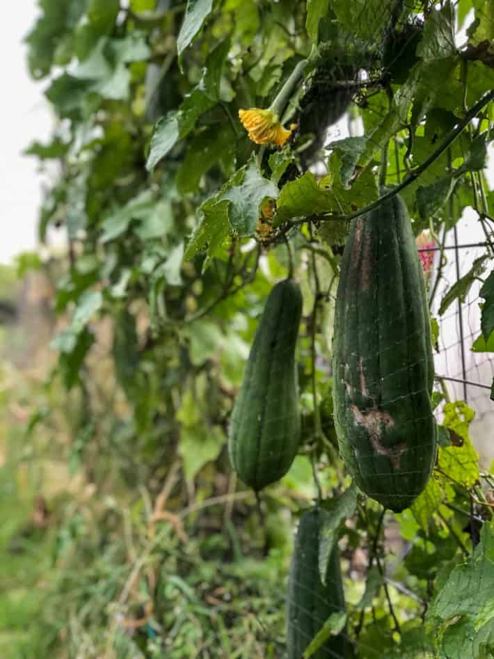 Large luffas growing from trellis.