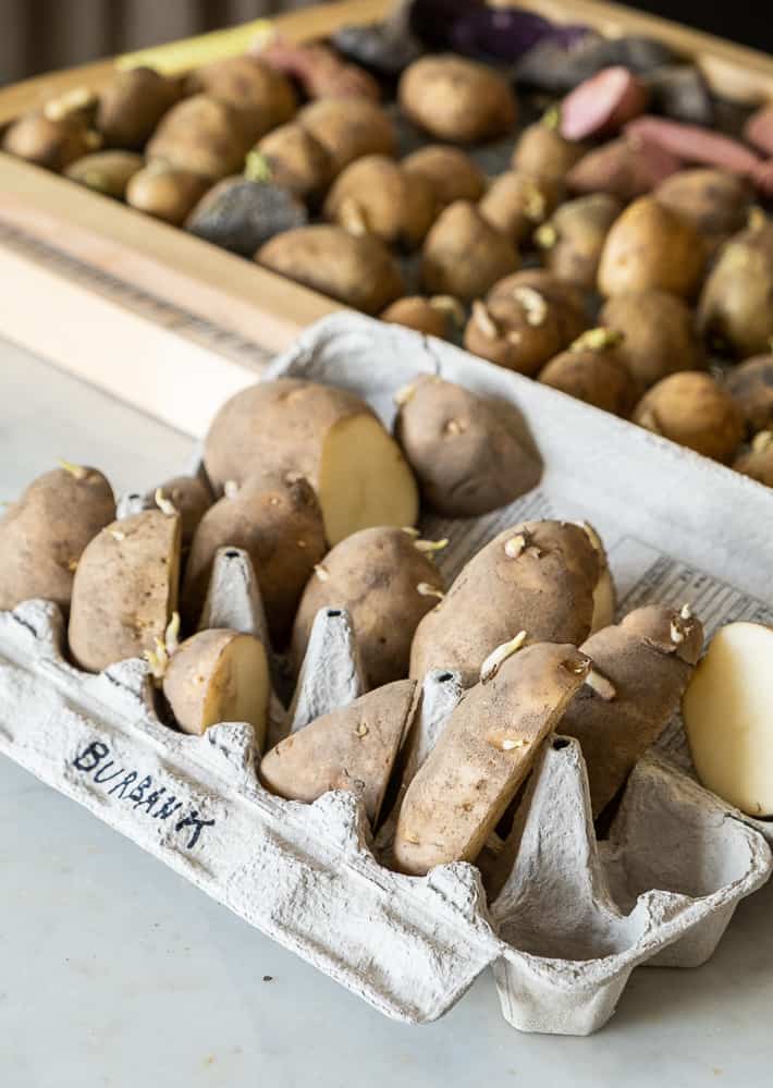 Seed potatoes lined up in an egg carton for sprouting.