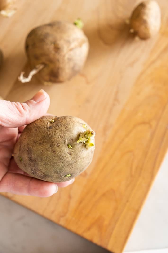A Kennebec seed potato is held up to show the eyes growing as it is chitted.
