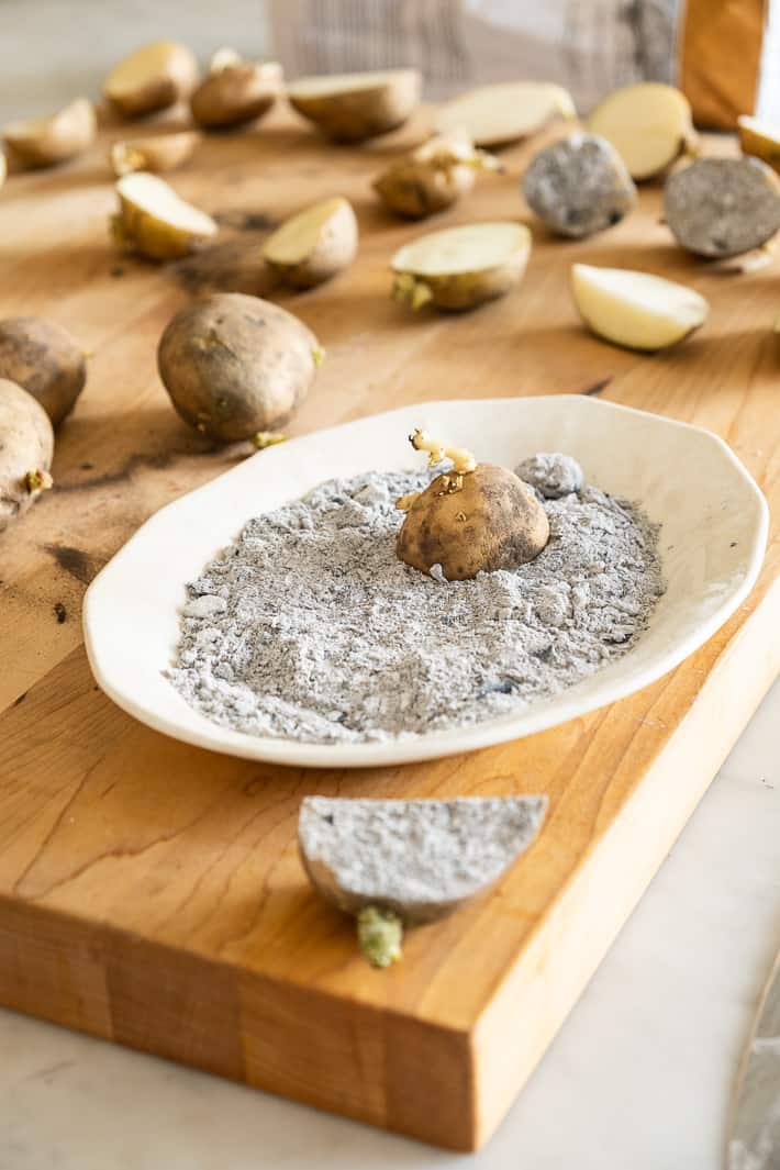 Seed potatoes being dipped in wood ash to dry them out after cutting.