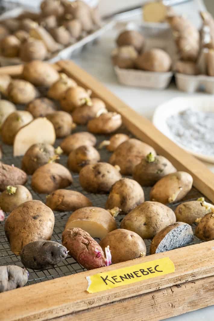 A variety of purple, pink and w hite potatoes being chitted on a wood framed screen.