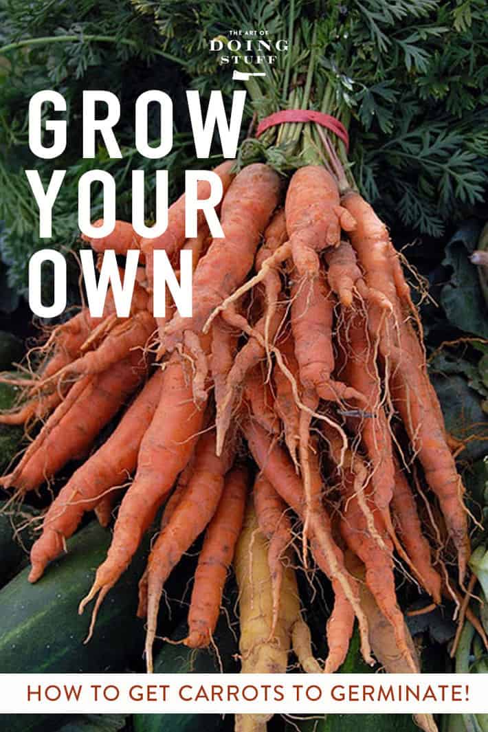 How to Successfully Grow Carrots