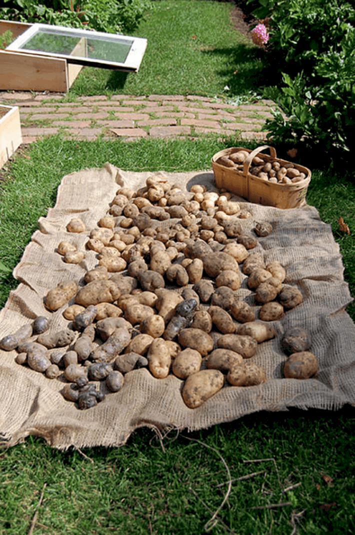 A variety of potatoes including Rusisan Blue, Kennebec and Burbank russet lay to dry on a burlap covered lawn.