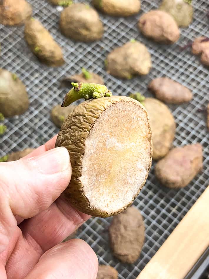 A hand holds up a seed potato that was cut a week ago, showing how the wound becomes dry and leathery.