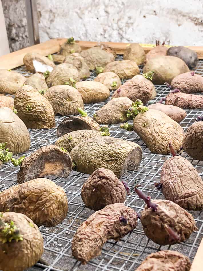 Seed potatoes drying and chitting on a wire rack after cutting them to multiply stock.