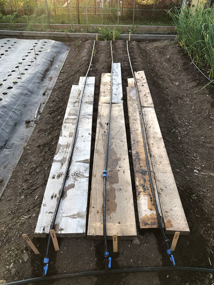 Old wood boards placed over germinating carrot seeds to keep them dark and wet in a raised bed.