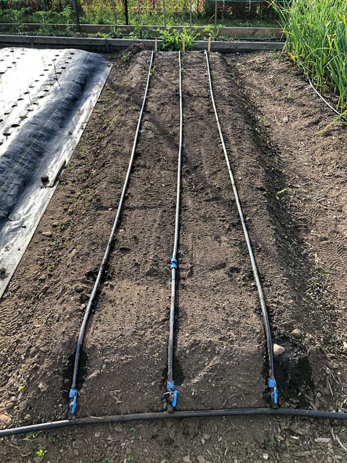 Drip irrigation along a 16' bed in Karen Bertelsen's garden.