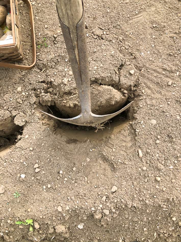 Using a 10" shovel to push back soil enough to slip a potato in for planting.