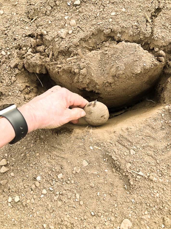 A seed potato being dropped into a slit in the earth using the shovel method.