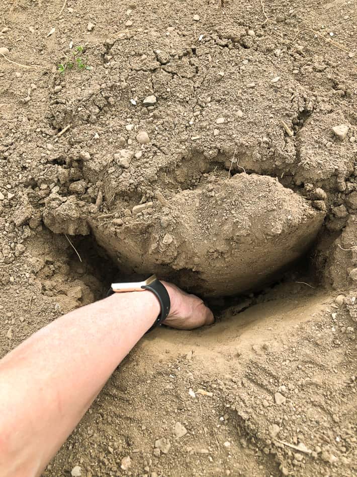 Making sure the potato has contact with the soil below by pushing it into the hole further by hand.