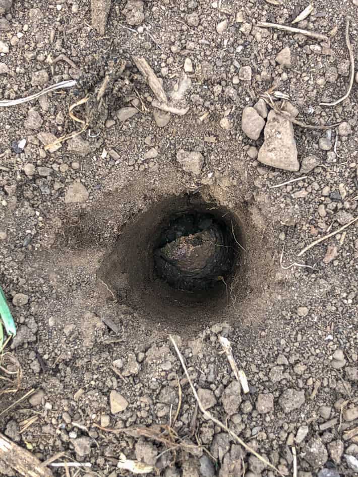 Seed potato seen at the bottom of an 8" hole, made with a pole.