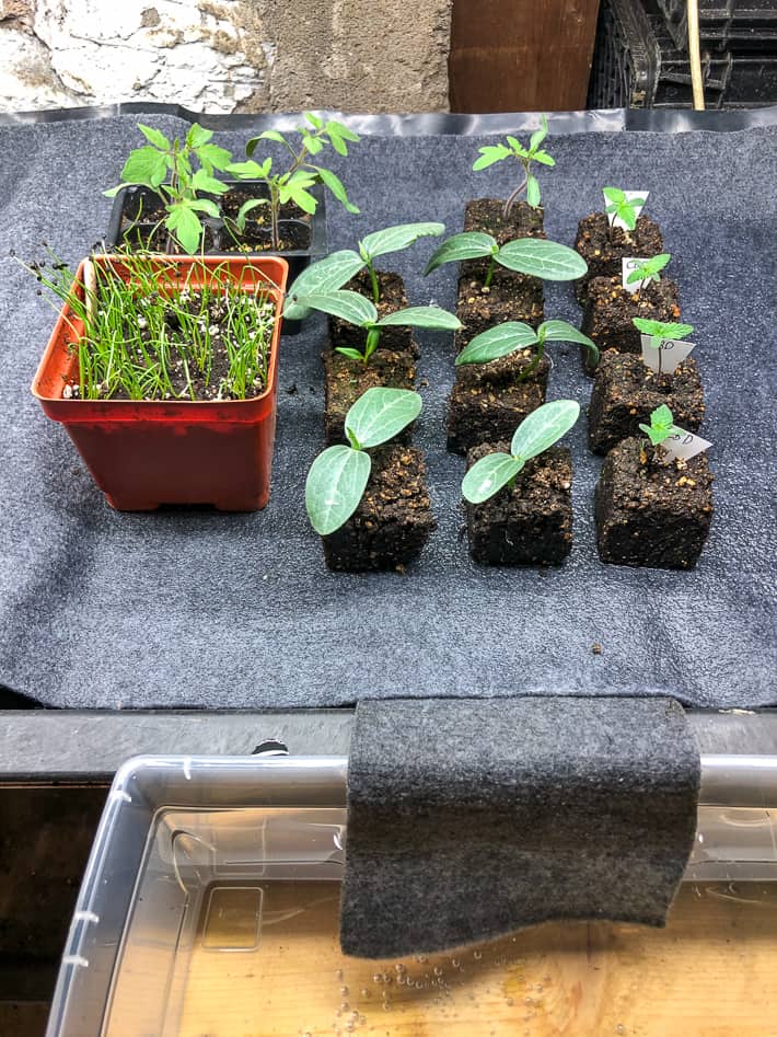 9 luffa seedlings, a pot of onion starts and some tomato seedlings being watered on a capillary mat.